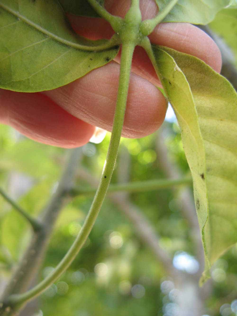              Petiole (Winter Haven, FL)       